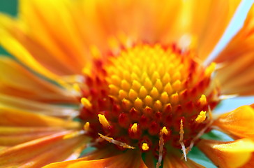 Image showing gaillardia