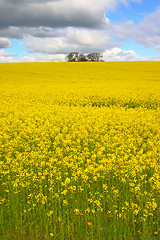 Image showing Rapeseed 2