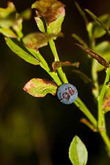 Image showing blueberry