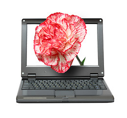 Image showing laptop with carnation