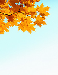 Image showing autumn mapple leaves and copyspase