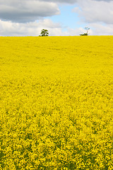 Image showing Rapeseed 3