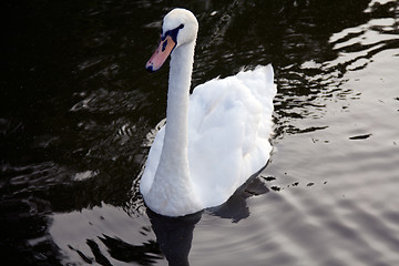 Image showing  	swan