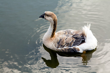 Image showing Duck on water