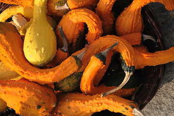 Image showing pumpkins