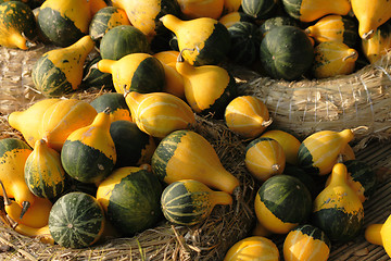 Image showing pumpkins