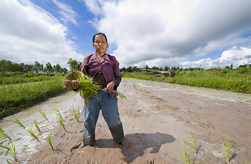 Image showing female rice farmer in thailand