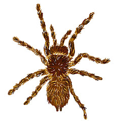 Image showing tarantula