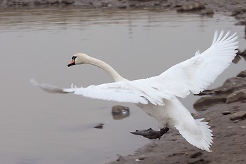 Image showing Swan touching down