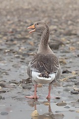 Image showing Greylag goose