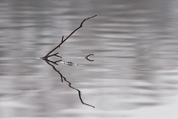Image showing Branch in the water