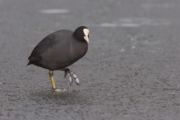 Image showing Eurasian coot on ice