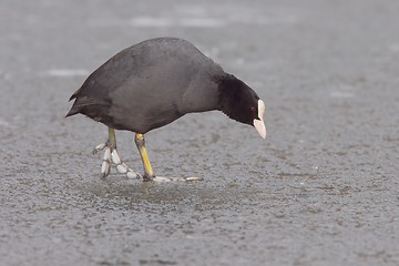 Image showing Eurasion coot on ice 2