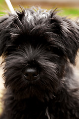 Image showing Miniature schnauzer puppy