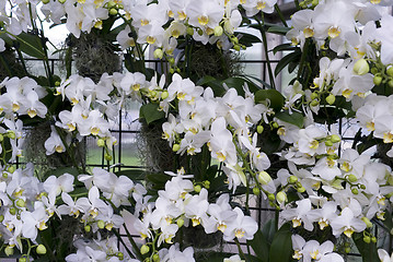 Image showing White Orchid background