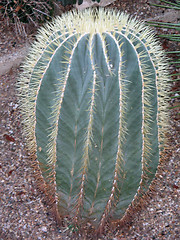 Image showing Cactus