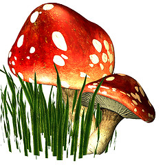 Image showing Two fly mushrooms in the grass 