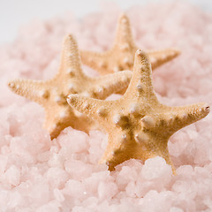Image showing starfishes
