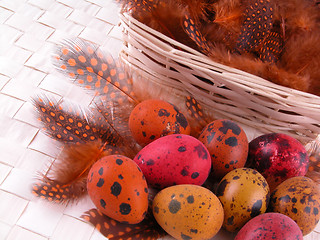 Image showing colorful quail eggs