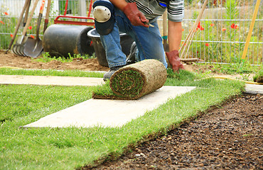 Image showing Laying sod for new lawn