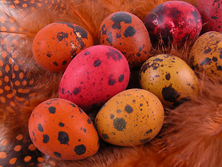 Image showing colorful quail eggs