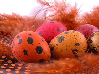 Image showing colorful quail eggs