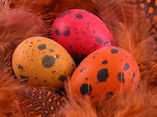 Image showing colorful quail eggs