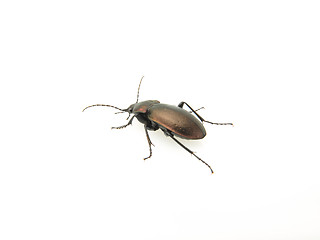 Image showing Violet Ground Beetle on White