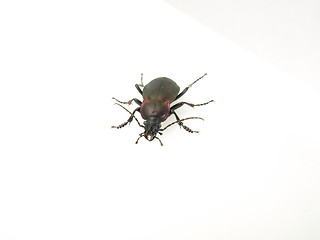 Image showing Violet Beetle on White