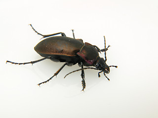 Image showing Violet Ground Beetle