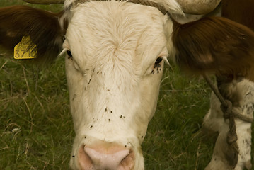 Image showing close-up cows