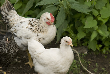 Image showing hen and rooster