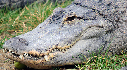 Image showing Crocodile head