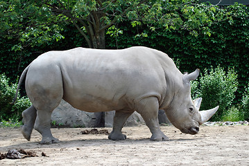 Image showing Rhino