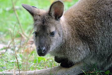 Image showing Kangaroo