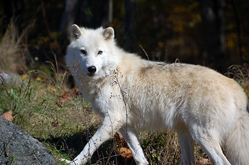 Image showing Arctic Wolf