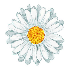 Image showing daisy