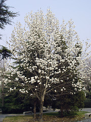 Image showing magnolia flower