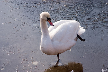 Image showing swan dancing