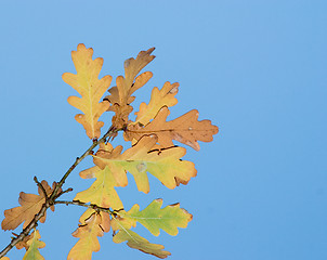 Image showing Oak branch