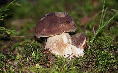 Image showing Boletus edulis