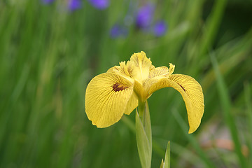 Image showing Yellow iris