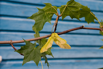 Image showing Maple branch