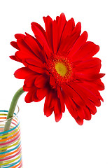 Image showing red gerbera