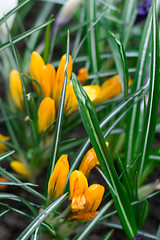 Image showing yellow crocus