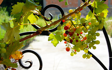 Image showing Grapes cluster
