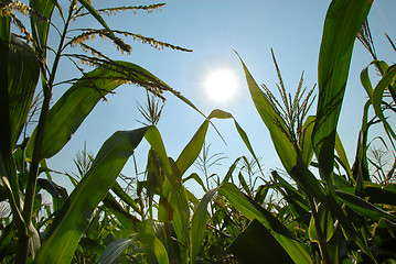 Image showing Corn growing over blue sky