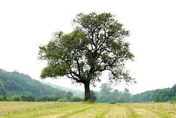 Image showing Lonely tree on meadow