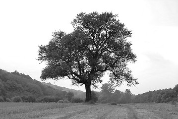 Image showing Lonely tree on meadow