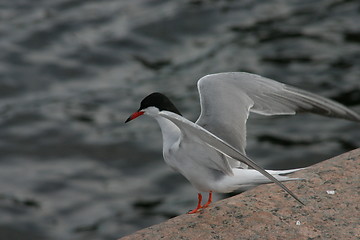 Image showing Common tern